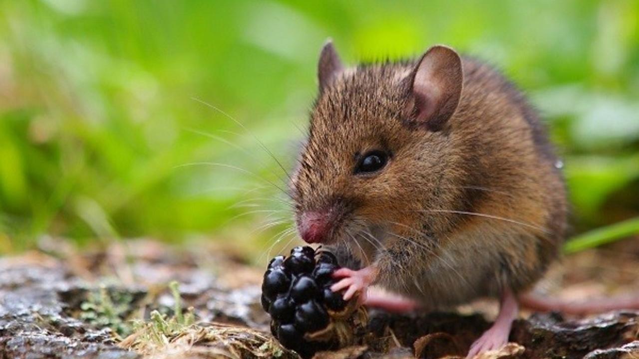 The mouse in the bathtub; Finding your motivation