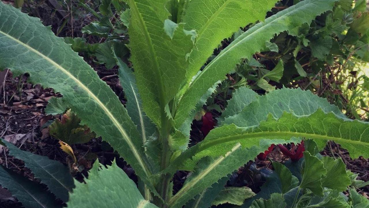 Wild Lettuce; Lactuca virosa
