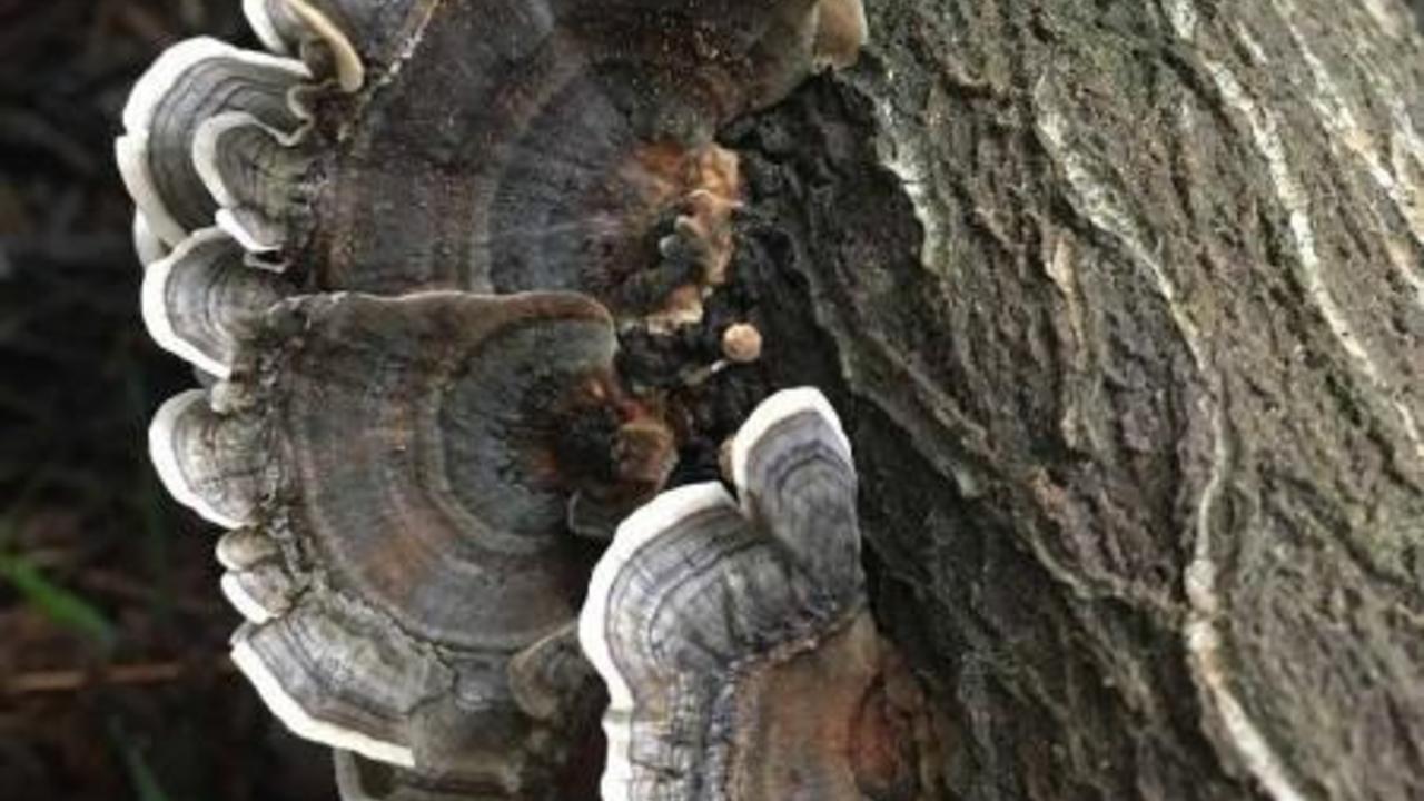 Turkey Tail Mushroom