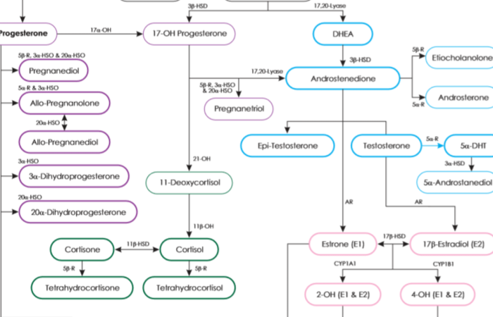 Different Hormone Testing Serum Saliva Urine Different Hormone Testing Serum Saliva Urine