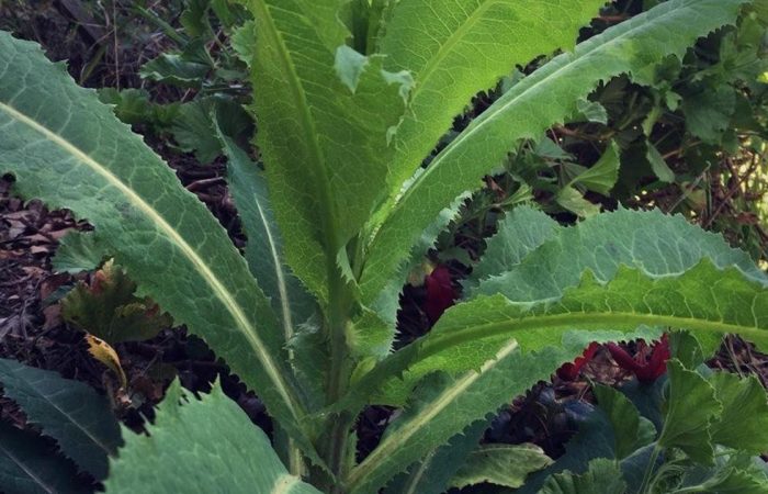 Medicinal Uses at Home of Wild Lettuce or Lactuca Virusa