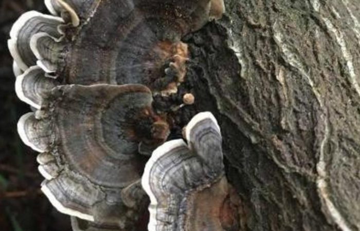 Turkey Tail Mushroom Benefits and medicinal uses