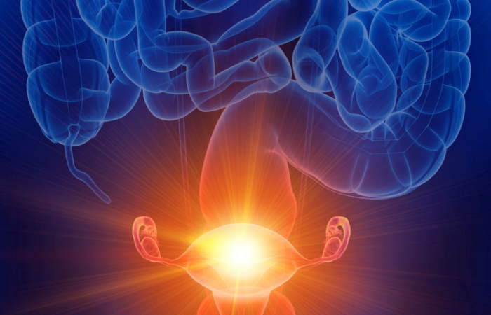 What's the Estrobolome Know hot the gut influence your hormones